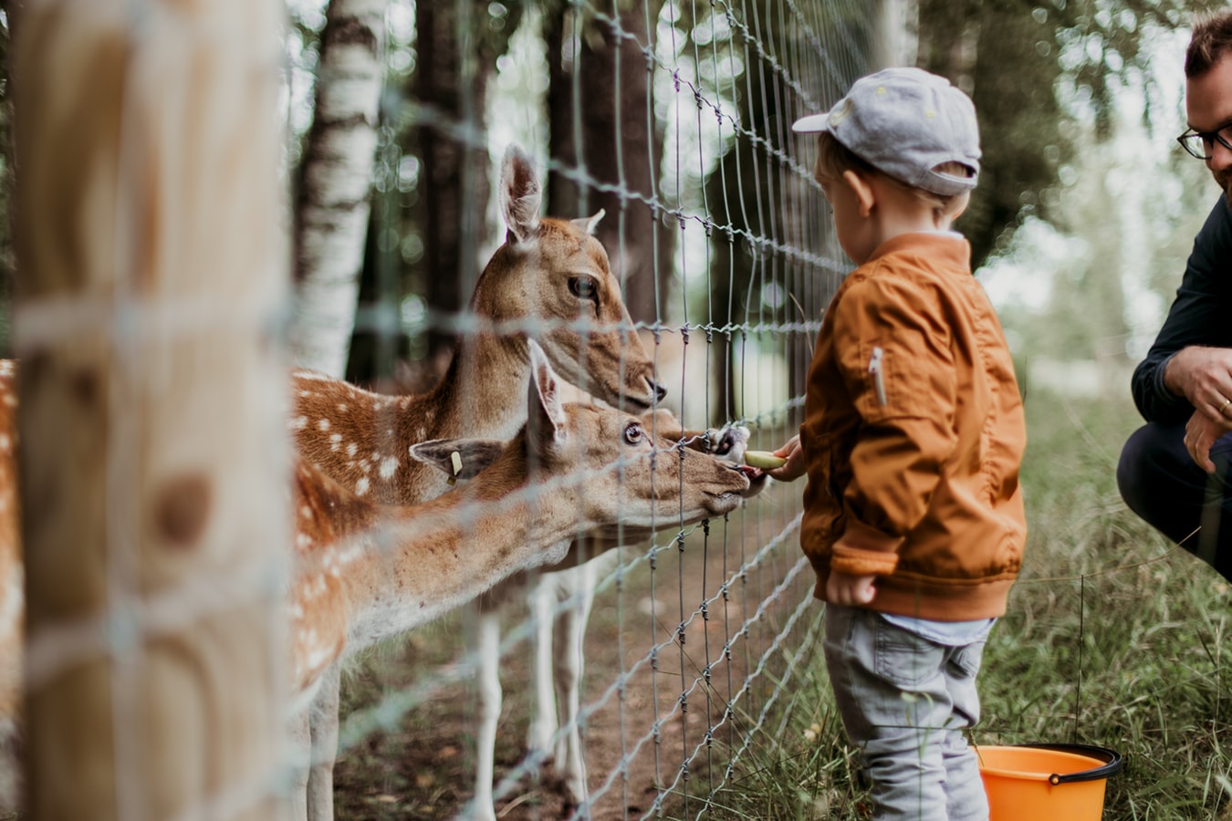 Dieren voeren